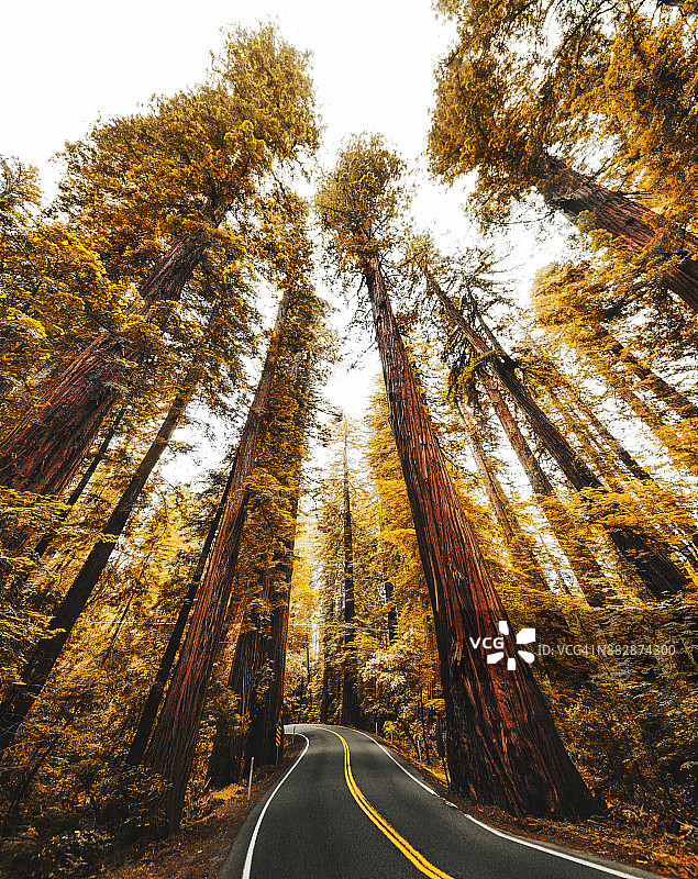 加利福尼亚州的红杉森林图片素材