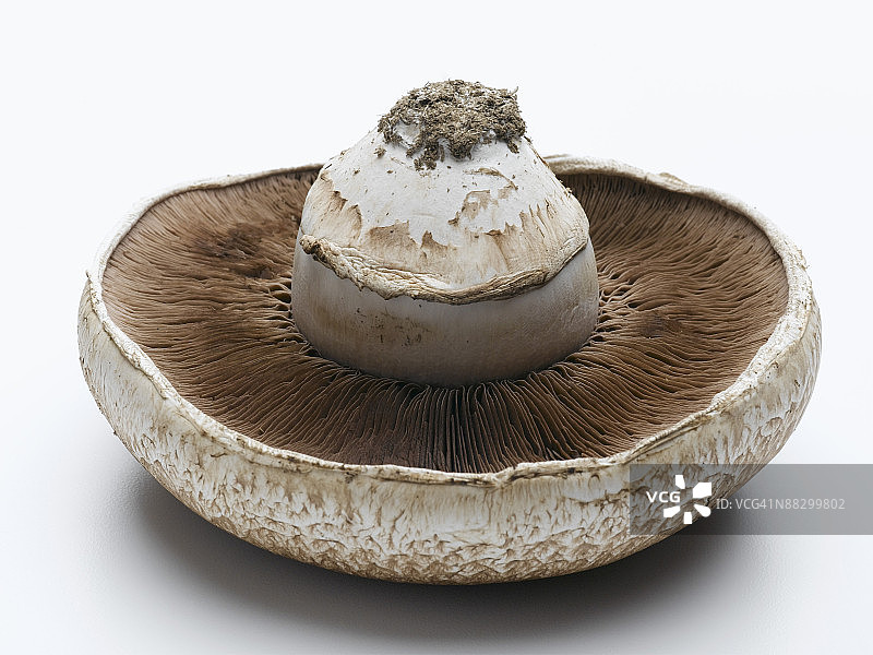 褐菇底部图片素材