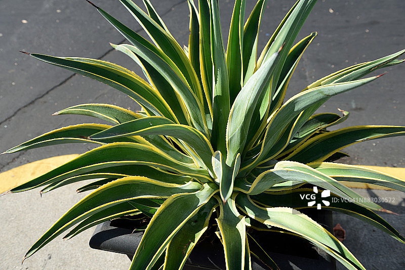 龙舌兰图片素材