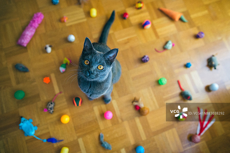 坐在玩具中的沙特尔猫图片素材