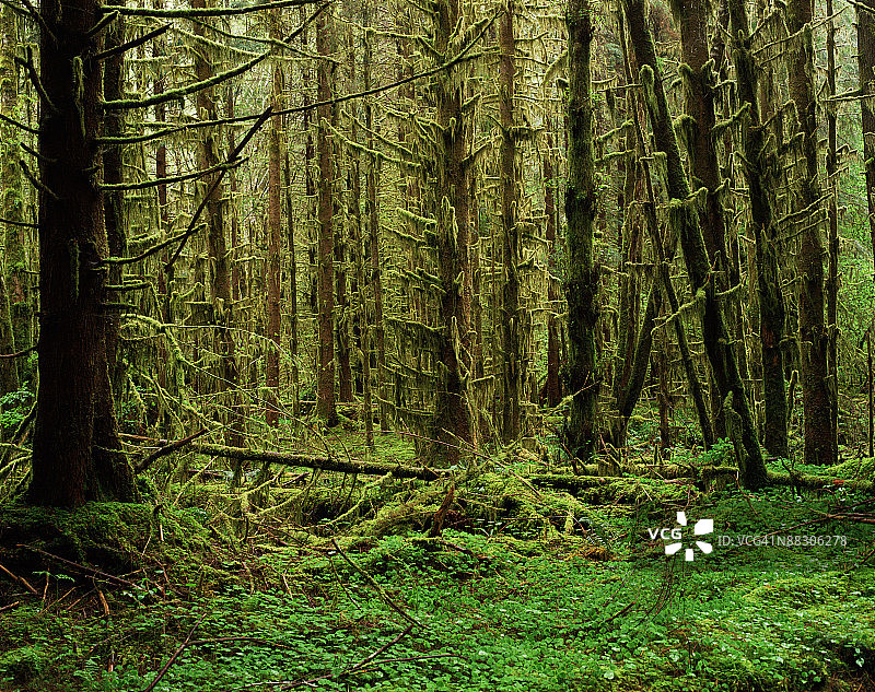 热带雨林图片素材