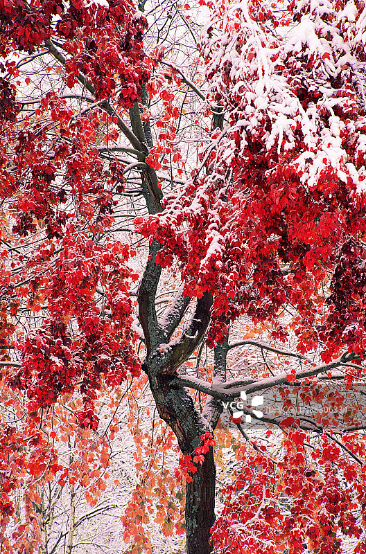 秋季的雪枫树图片素材
