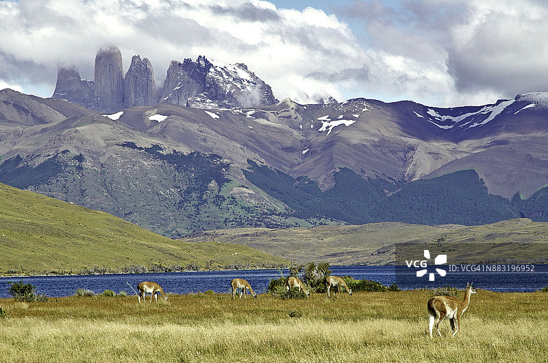 在百内塔群峰背景下吃草的羊驼图片素材