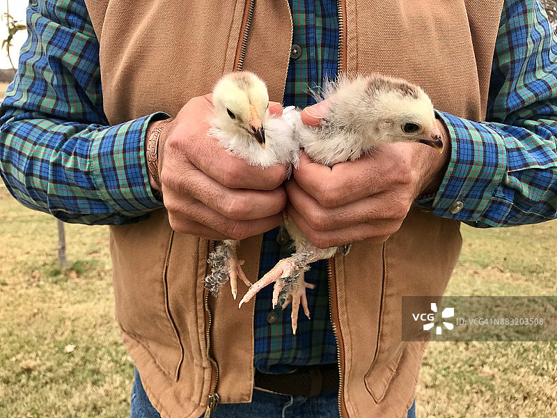 手中的六周大的小鸡图片素材