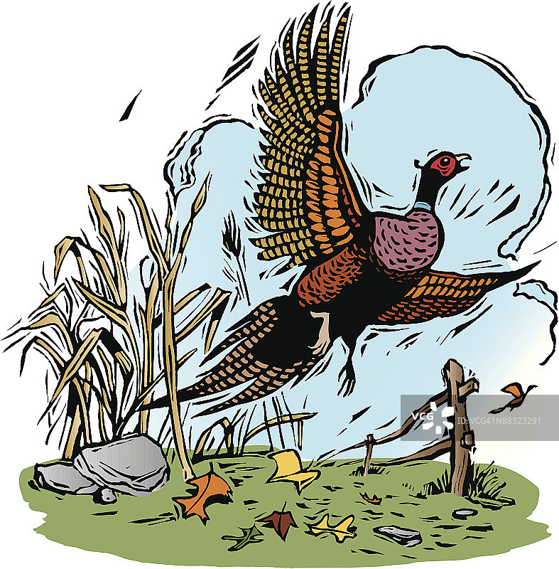 田野旁飞翔的彩色雉鸡图片素材