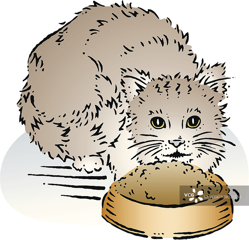 一只猫在吃一碗食物图片素材