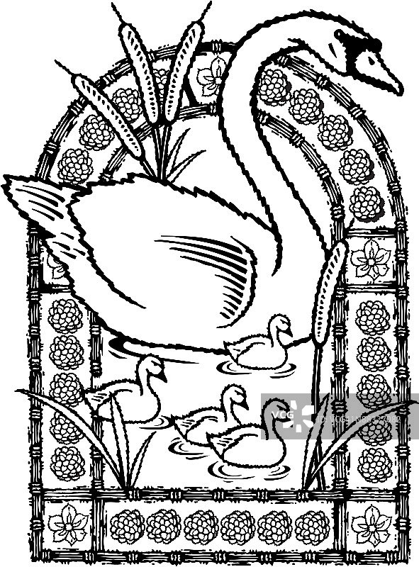 天鹅一家游泳图片素材