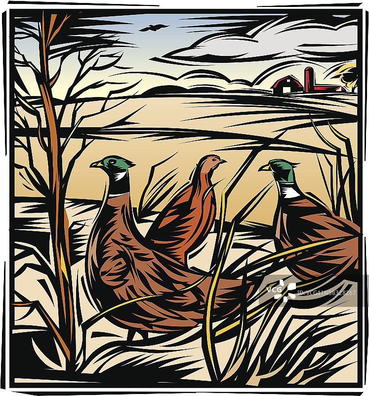 田野里的野鸡图片素材