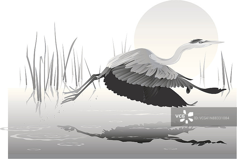 飞行中的蓝色苍鹭，灰度，分组元素图片素材