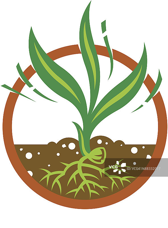 玉米种子发芽彩色插画图片素材