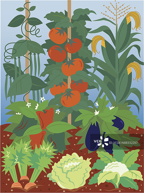 蔬菜花园：分组元素和颜色图片素材