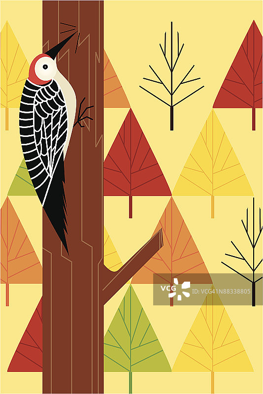 啄木鸟和树木图片素材