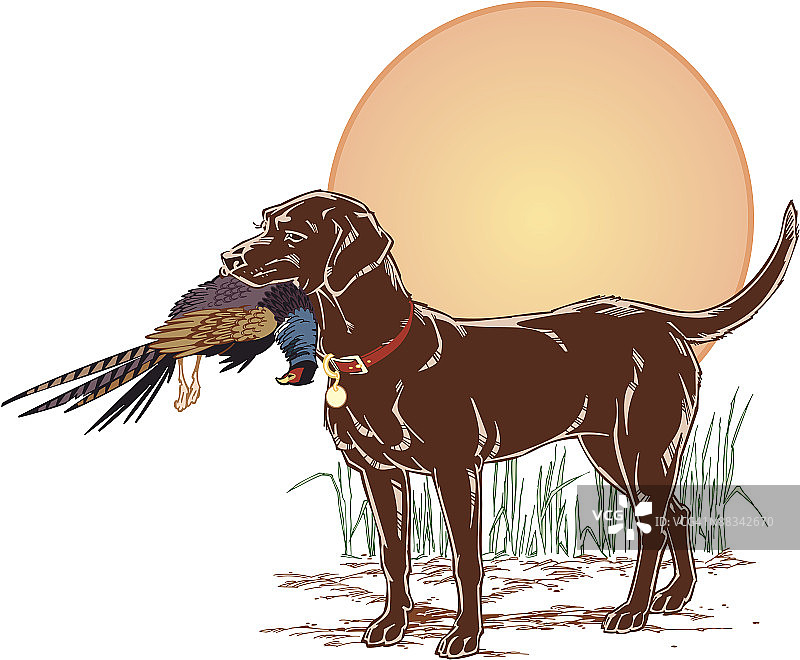 叼着野鸡的寻回犬（彩色分组元素）图片素材