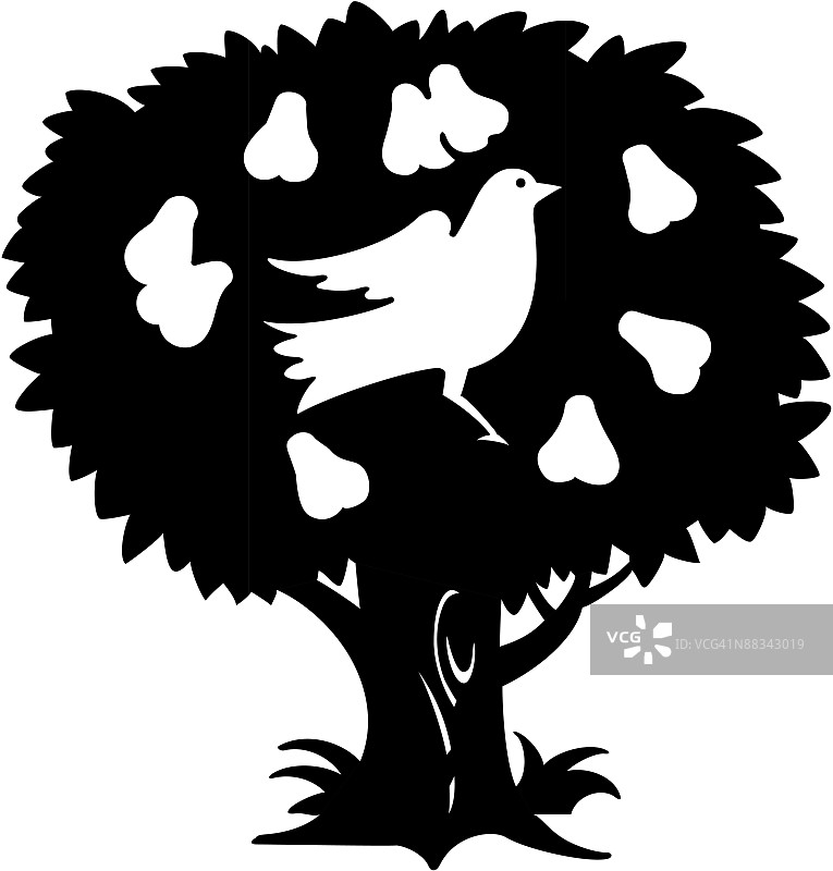 梨树上的鹧鸪图片素材