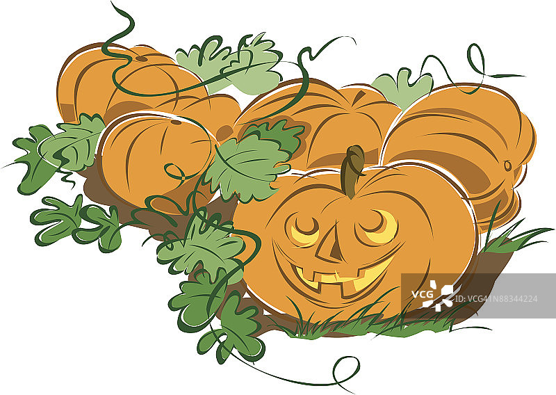 南瓜地的万圣节南瓜灯，万圣节快乐，自己雕刻！图片素材