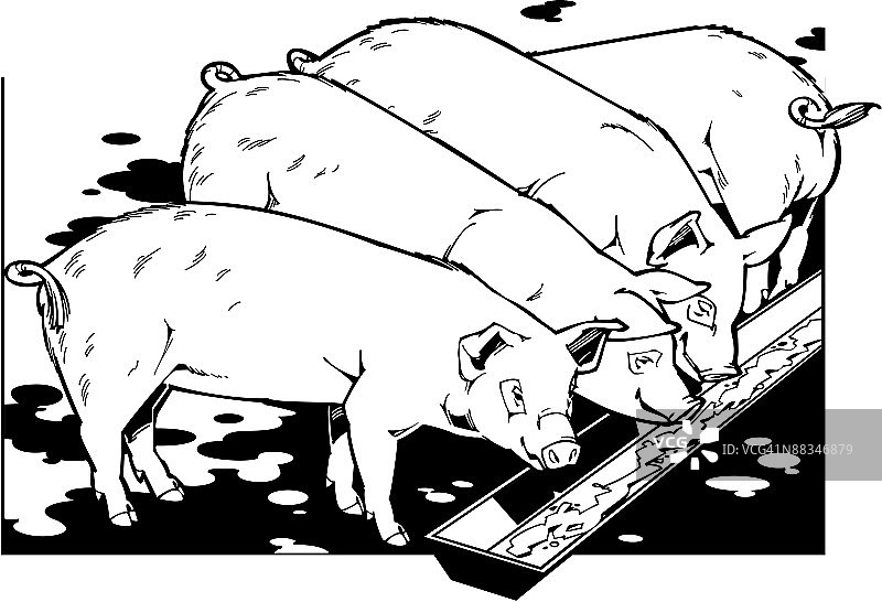 猪在食槽进食，分组元素图片素材