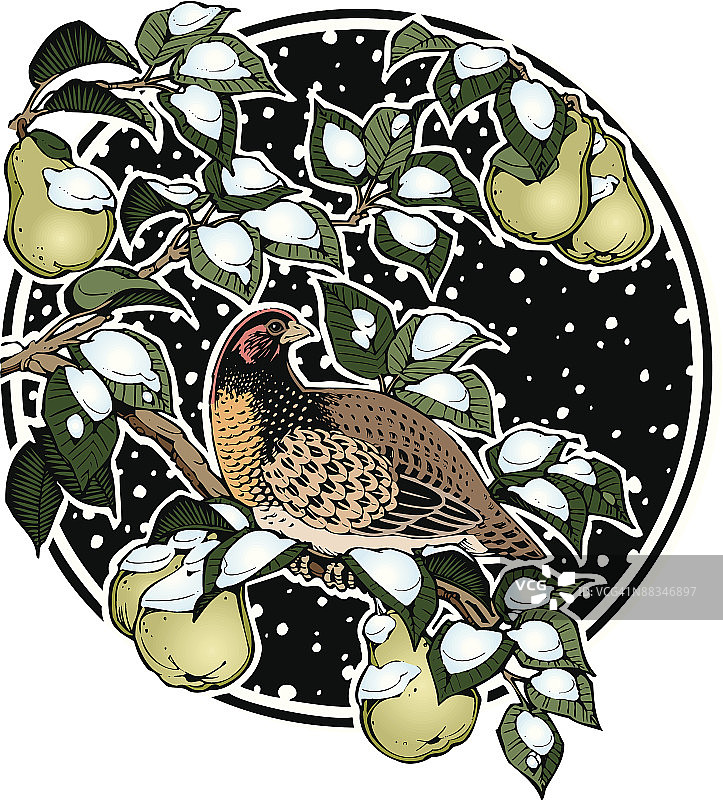 梨树上的鹧鸪（彩色）图片素材