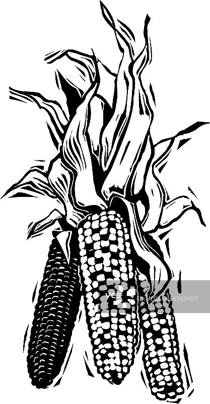 印度玉米图片素材