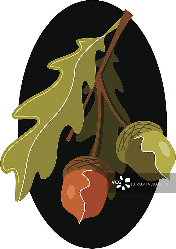 树枝上的树叶和橡子图片素材