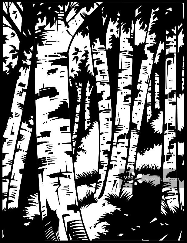 白桦林图片素材