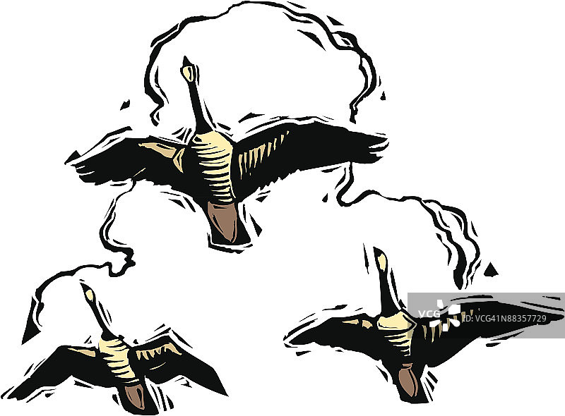 飞翔的鹅图片素材