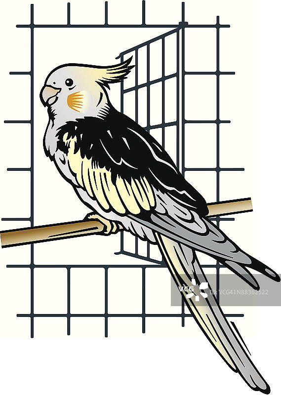 笼中栖息的彩色鸡尾鹦鹉图片素材