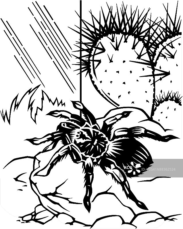 岩石上的狼蛛，分组元素图片素材