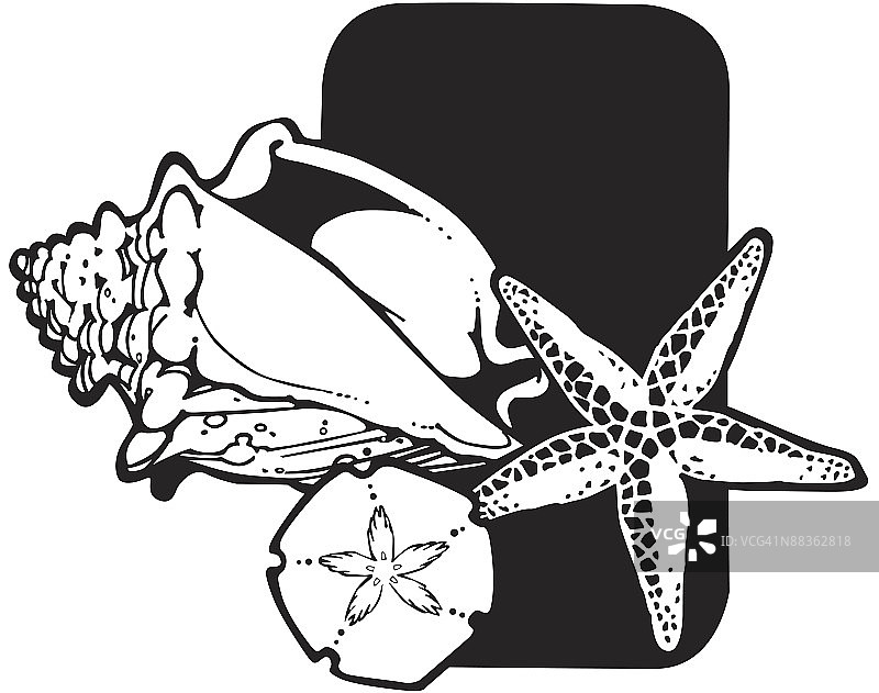 海滩上的海星、沙钱和海螺“海洋之美”图片素材