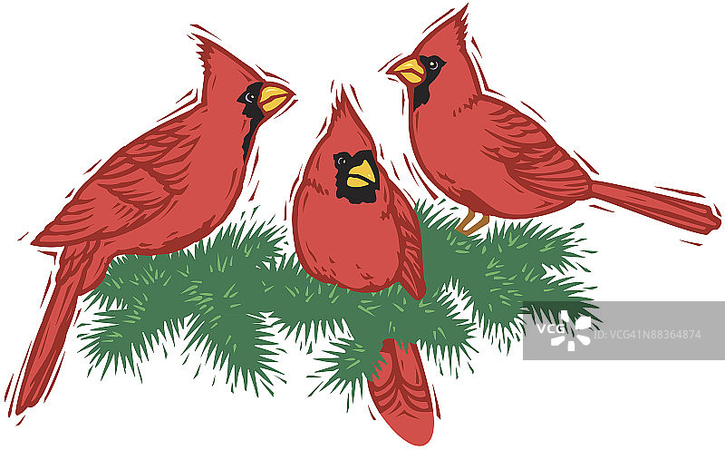 常绿树枝上的北美红雀，冬季的鸟类图片素材