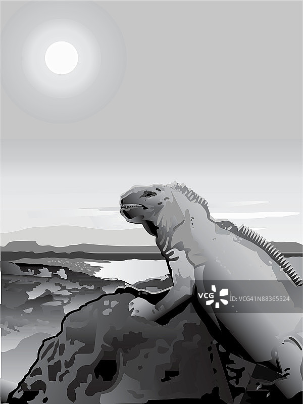 加拉帕戈斯群岛岩石海滩上的海鬣蜥图片素材