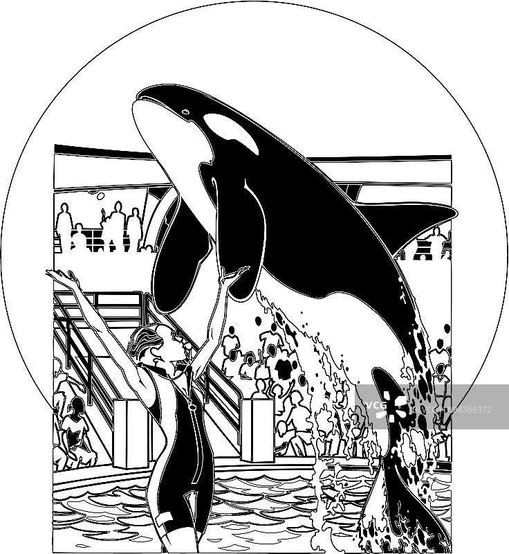 训练有素的虎鲸图片素材