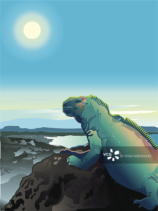 加拉帕戈斯群岛岩石海滩上的海鬣蜥图片素材