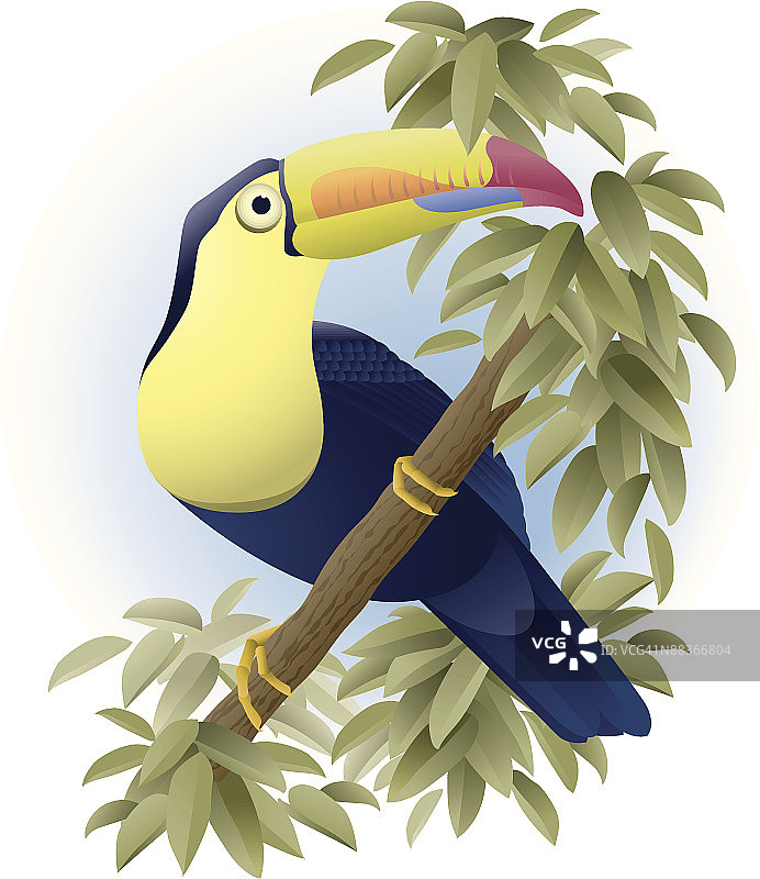 巨嘴鸟栖息在树枝上图片素材