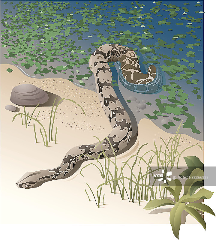 一条从水中爬出的水蟒图片素材