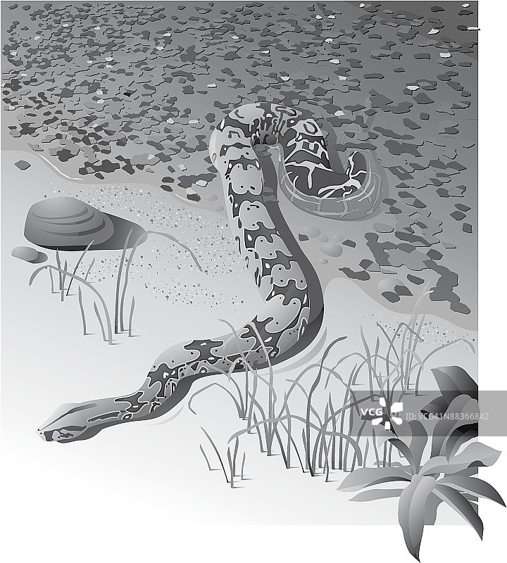 一条从水中爬出的水蟒图片素材