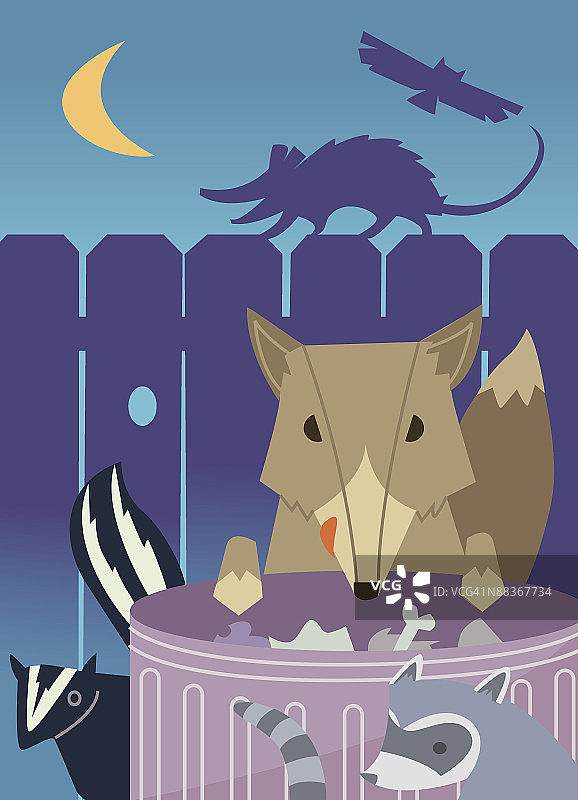 在垃圾桶觅食的城市野生动物图片素材