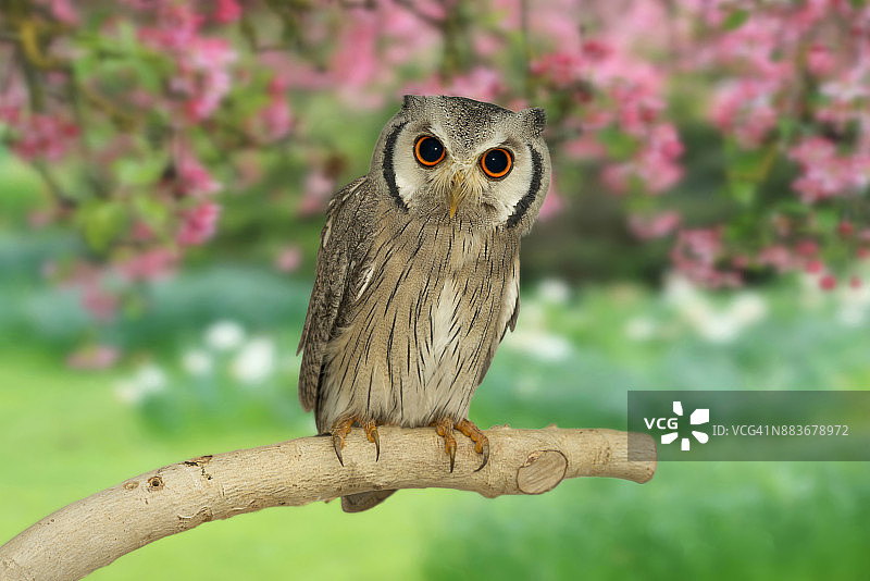 北部白脸角鸮图片素材