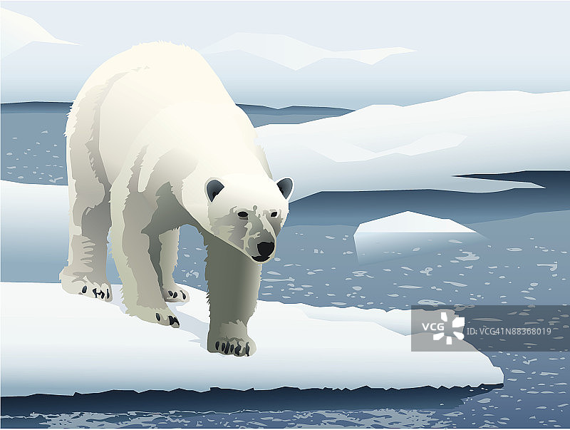 北极熊在浮冰上徘徊图片素材