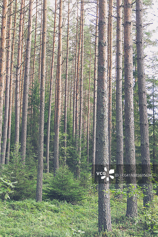 芬兰科科拉的户外风光图片素材