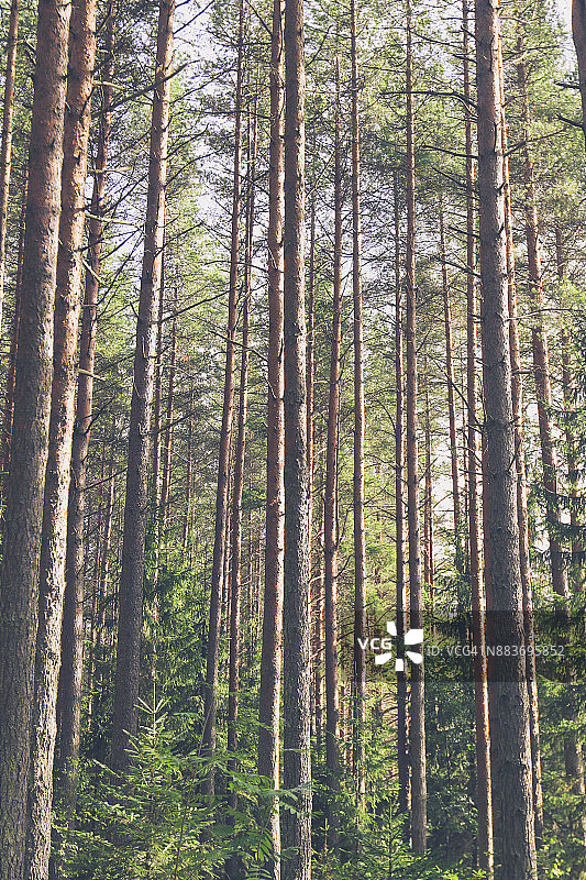 芬兰科科拉的户外风光图片素材