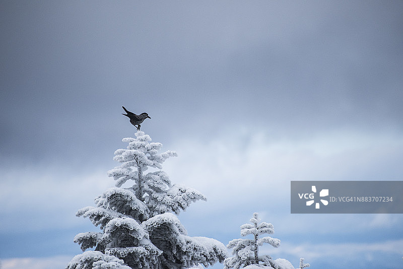 生活在高山地带的星鸦图片素材