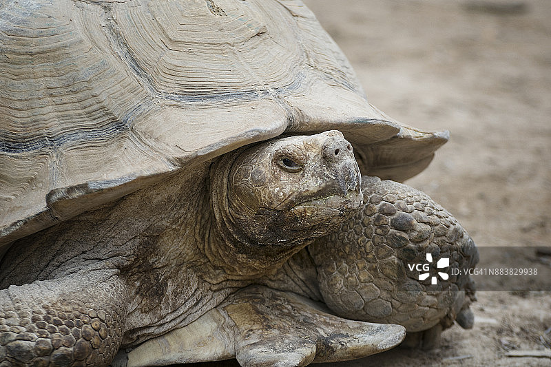 巨型海龟图片素材