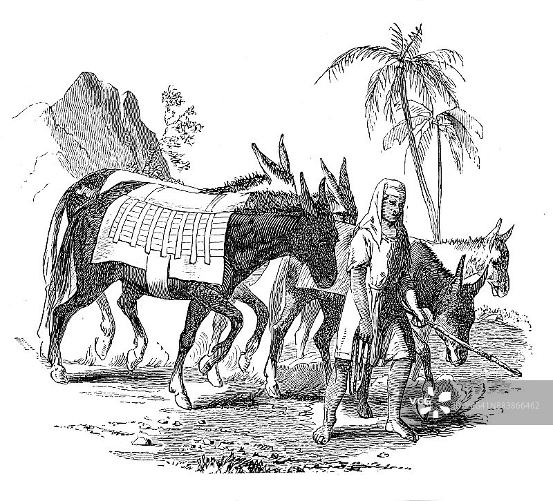 埃及驴子图片素材