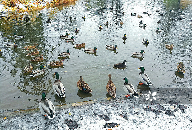 奥地利维也纳城市公园里的野鸭图片素材