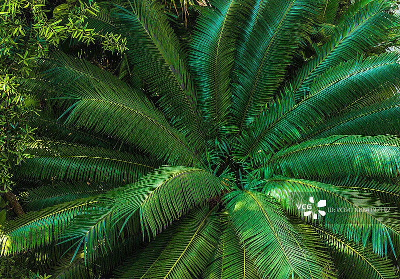 美丽铁树图片素材