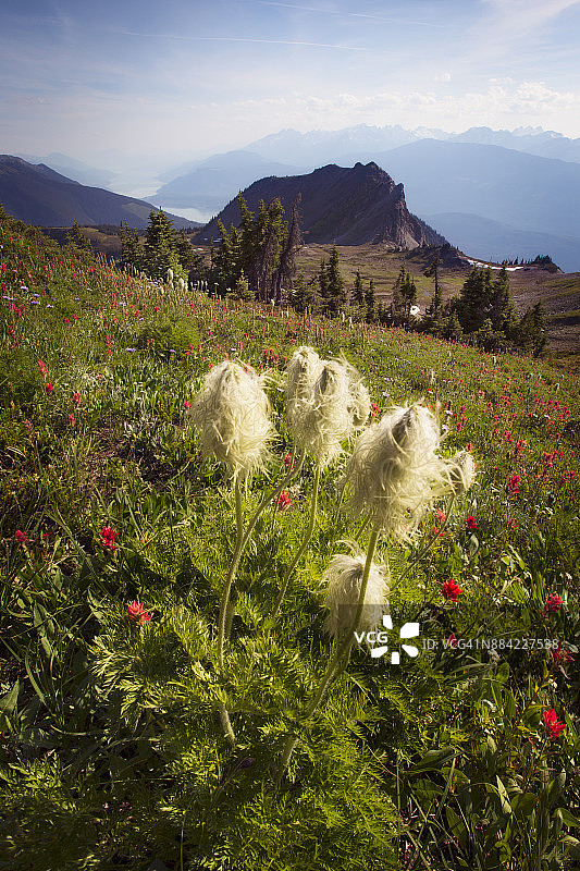 加拿大不列颠哥伦比亚省雷夫尔斯托克附近麦克雷山小径上的西部银莲花和高山画笔花图片素材