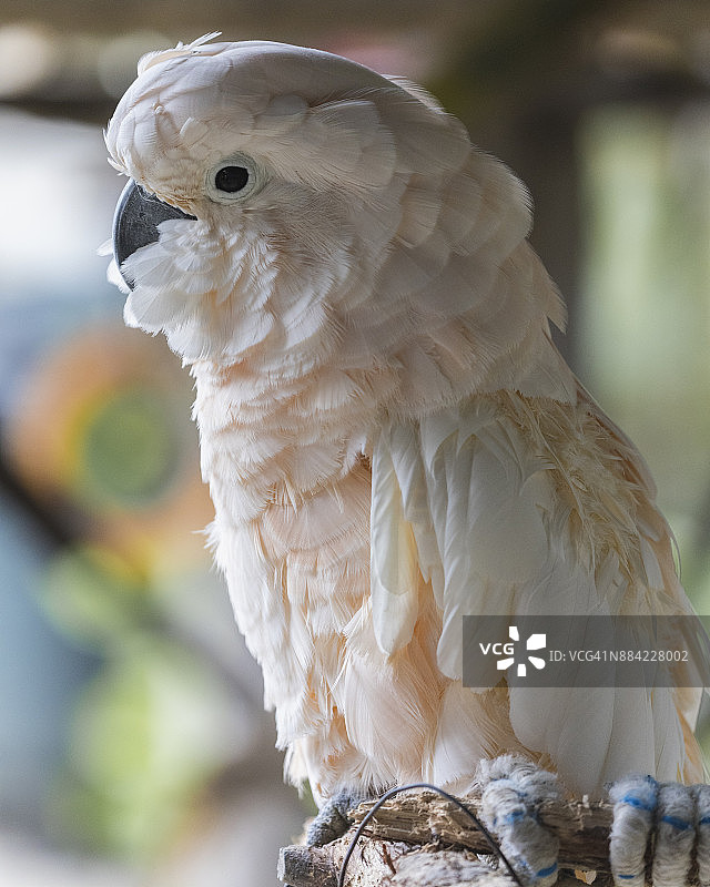 在巴哈马群岛看到的摩鹿加凤头鹦鹉特写图片素材