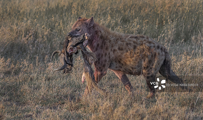 斑点鬣狗图片素材