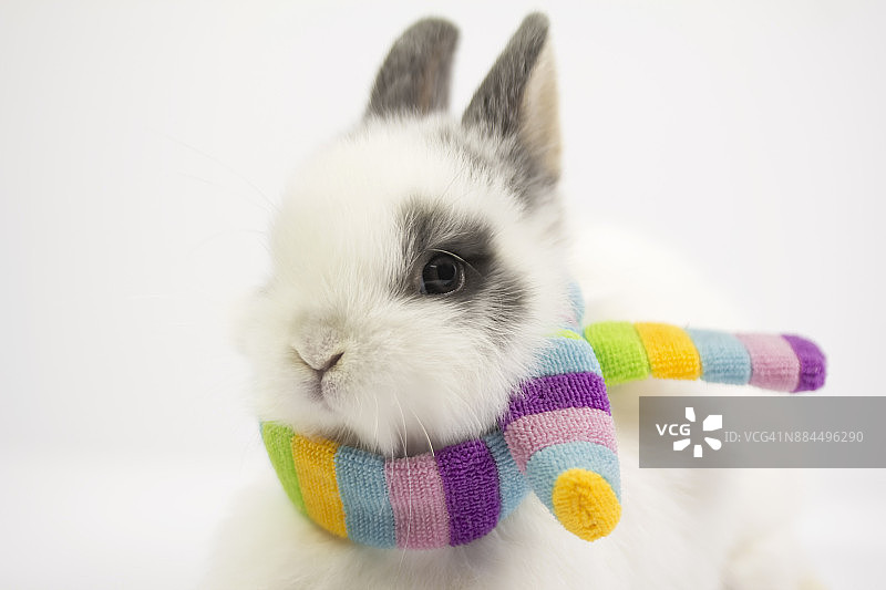脖子上戴着彩虹围巾的兔子图片素材