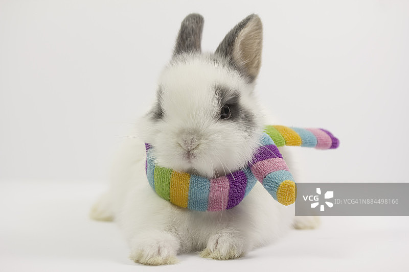 脖子上戴着彩虹围巾的兔子图片素材